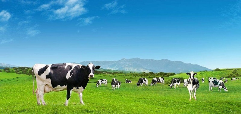 Cánh đồng nuôi bò sữa của Ireland